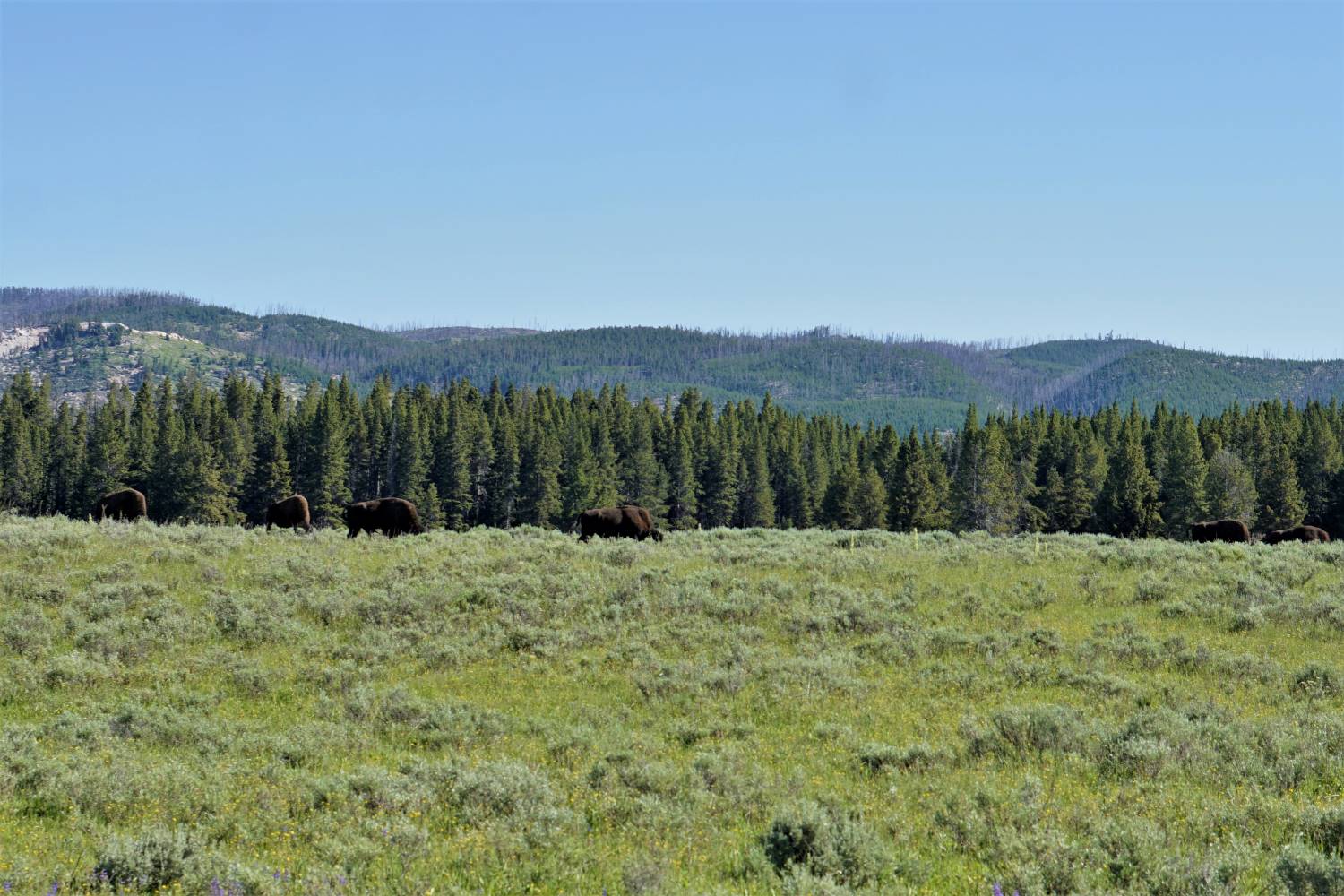 Yellowstone